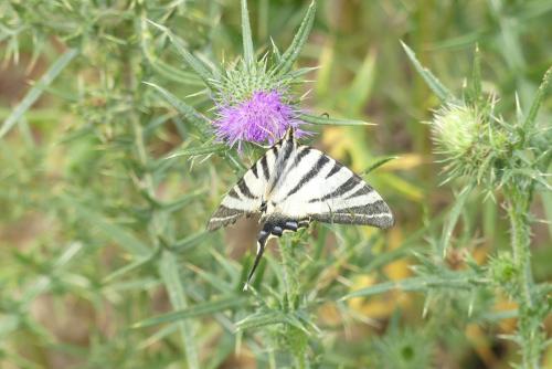 Iphiclides podalirius